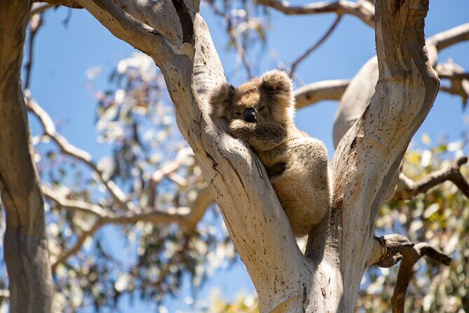 Koala Walking Tour in Kangaroo Island - FAQs