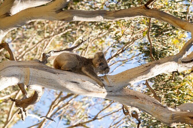 Koala Walking Tour in Kangaroo Island - Final Thoughts