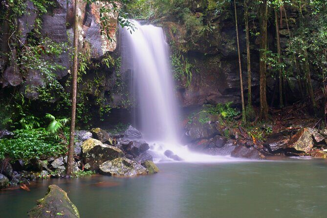 Koalas, Glow Worms & Kangaroos - Nature & Rainforest Walk - Exploring the Gold Coast’s Nighttime Wilderness