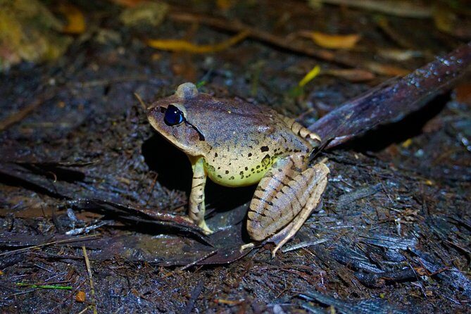 Koalas, Glow Worms & Kangaroos - Nature & Rainforest Walk - Who Would Love This Tour?