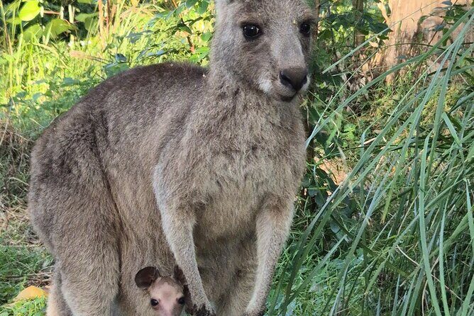 Koalas, Glow Worms & Kangaroos - Nature & Rainforest Walk - FAQ