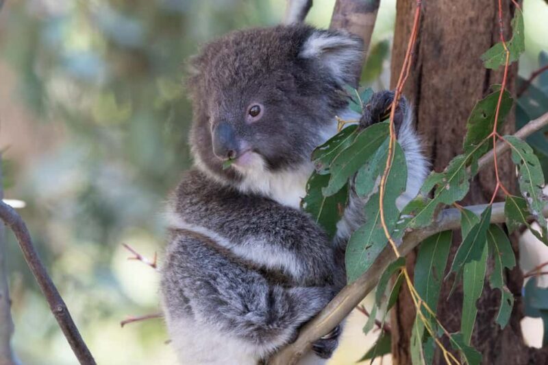 Koalas, Kangaroos and Lyrebirds - A Deep Dive into the Mallacoota Experience