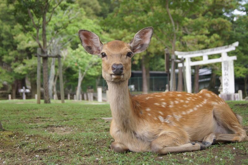 Kobe, Nara Park & Osaka from Kyoto - One day, three Kansai cities