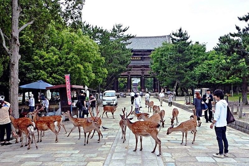 Kobe, Nara Park & Osaka from Kyoto - Nara Park: deer and Todaiji’s outer setting