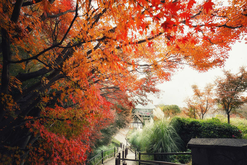 Kobe Nunobiki Herb Gardens Ticket & Ropeway Ticket - The ride up sets the tone