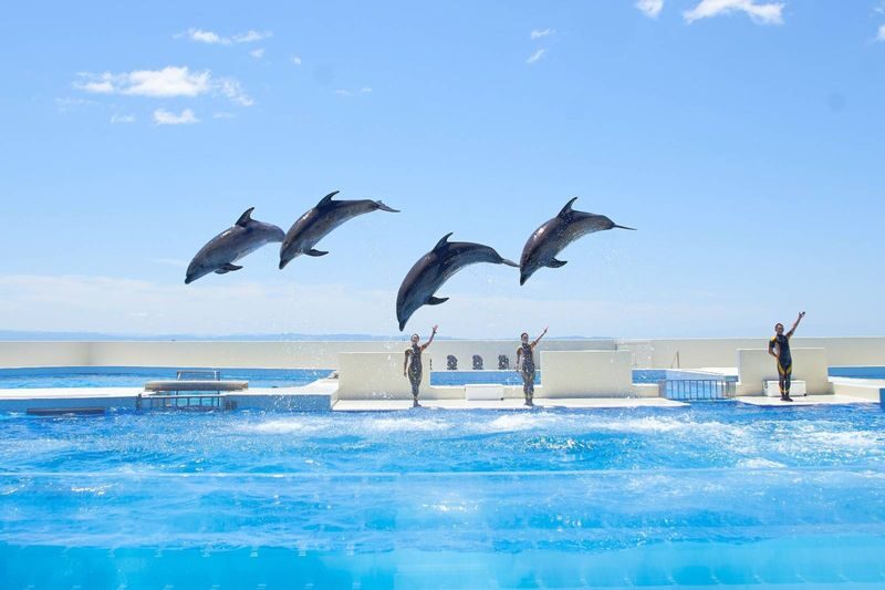 Kobe Suma Seaworld - Make the orca show your main event