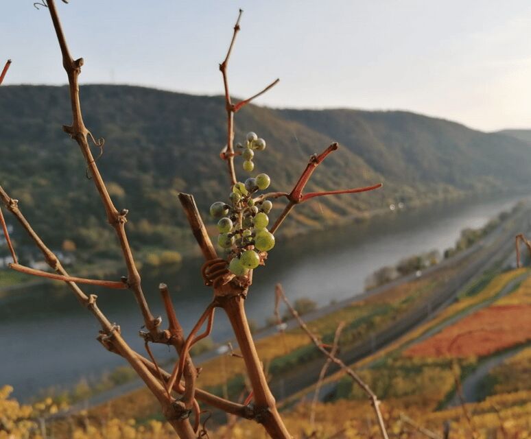 Koblenz: The Living Vineyard, Nature & Wine Enjoyment - FAQ