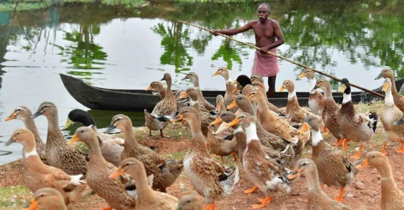 Kochi: Ultimate Kerala and Kumbalangi Village Same Day Tour - Who Should Consider This Experience?