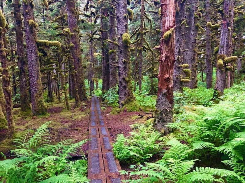 Kodiak: Rainforest Hike with Naturalist Guide - The Historic Connection: WWII Relics