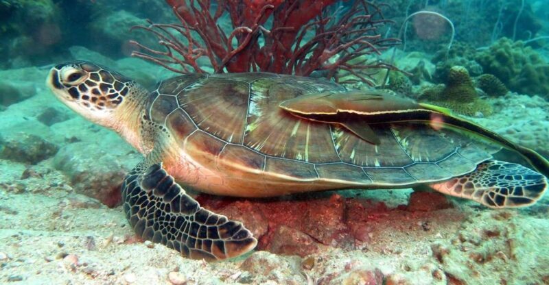 Koh Chang: Half-Day Snorkeling Adventure on a Speedboat - Potential Drawbacks