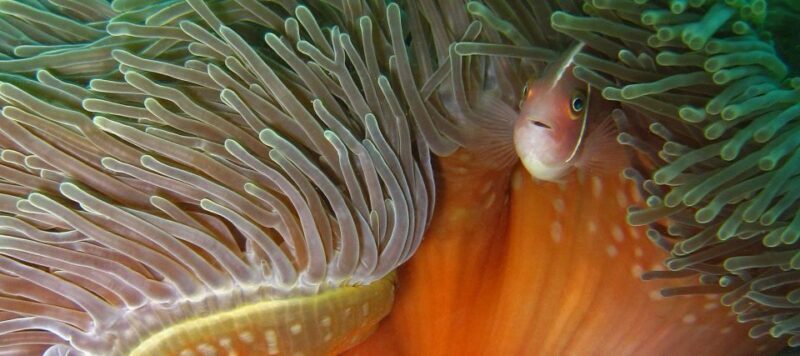 Koh Chang: Half-Day Snorkeling Adventure on a Speedboat - Who Should Consider This Tour?