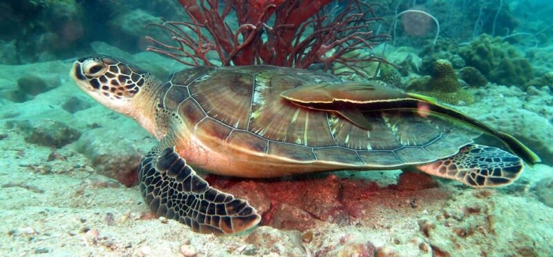 Koh Kood or Koh Rang: Snorkeling Day Trip with Buffet Lunch - What to Expect on This Snorkeling Trip