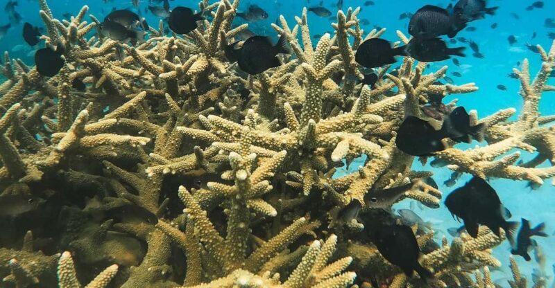 Koh Kood or Koh Rang: Snorkeling trip with lunch & transfer - A Closer Look at the Snorkeling Adventure