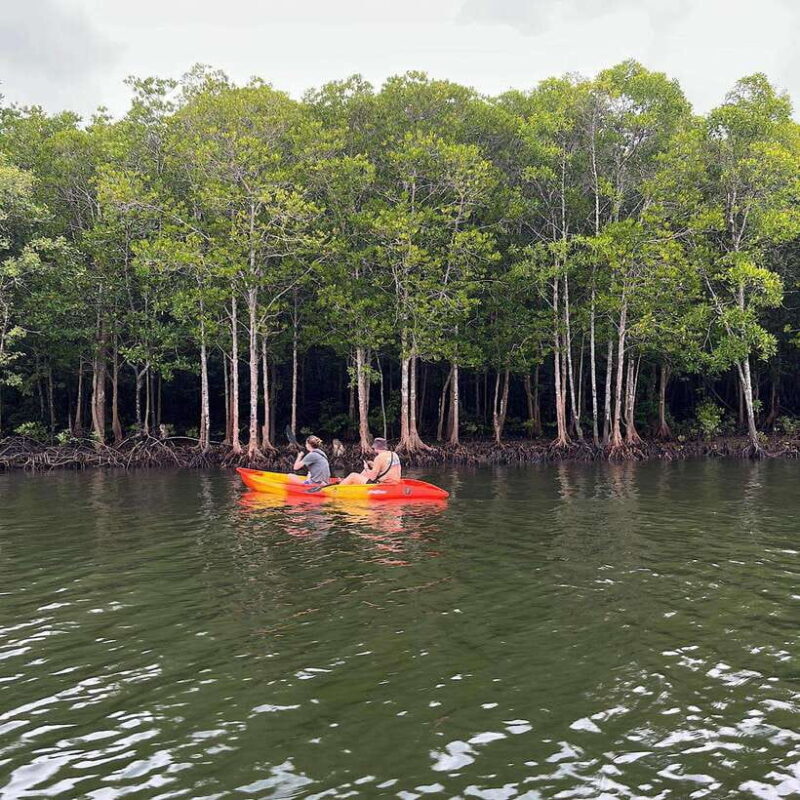 Koh Lanta: Amazon Mangrove Kayaking Tour With Lunch - Key Points