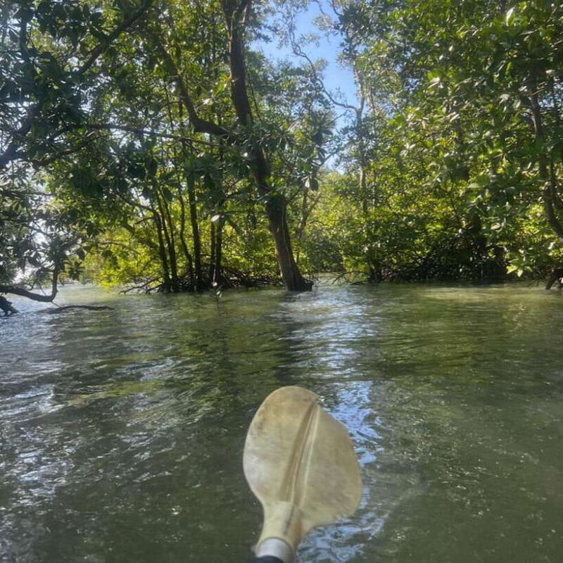Koh Lanta: Amazon Mangrove Kayaking Tour With Lunch - Why This Tour Might Be Perfect for You