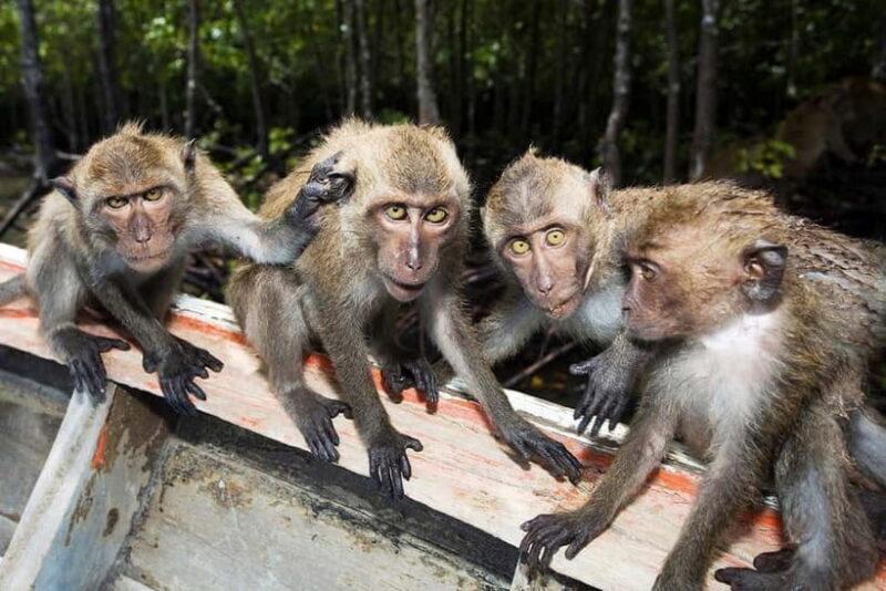Koh Lanta: Paddle Serenity & Thung Yee Pheng's Mangrove Maze - Koh Lanta: Paddle Serenity & Thung Yee Phengs Mangrove Maze – A Detailed Review