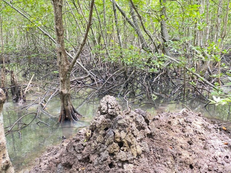 Koh Lanta:Mangrove + Elephant Camp Half Day Tour - Who Should Consider This Tour?