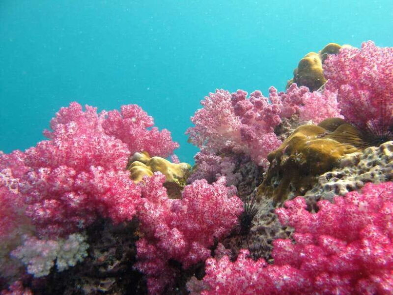 Koh Lipe: 5 Island Snorkeling Trip by Longtail Boat w/ Lunch - In-Depth Look at the Tour Experience