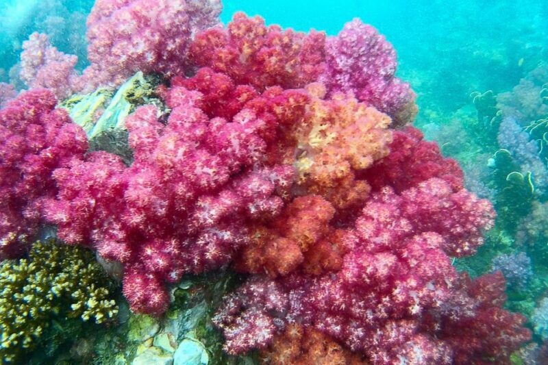 Koh Lipe: Full Day Multi-Island Snorkeling Trip with Lunch - Key Points