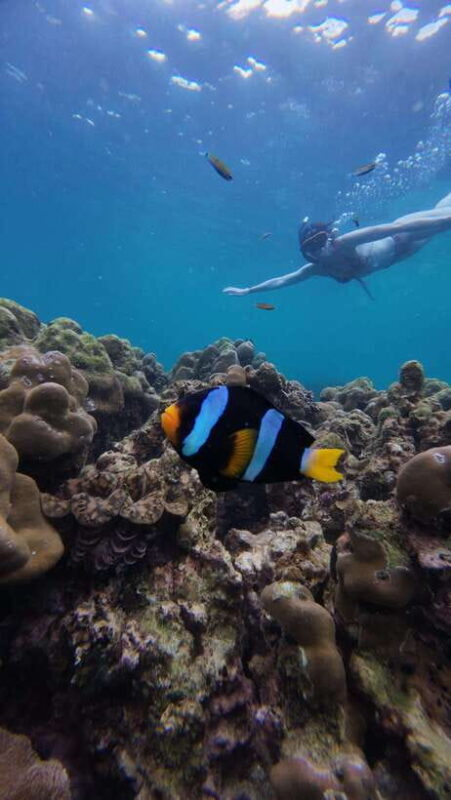 Koh Lipe: Half-Day Snorkeling (Morning/Afternoon/Sunset) - FAQs