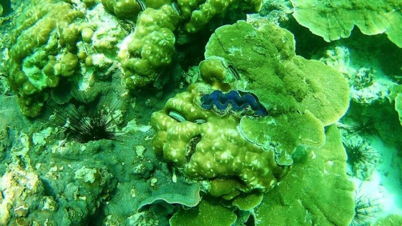 Koh Lipe Snorkeling Trip 6 hours Trip1 - In-Depth Review of the Koh Lipe Snorkeling Trip