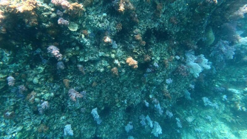 Koh Lipe:One Day Trip Join Snorkeling Program B(7spots) - FAQ