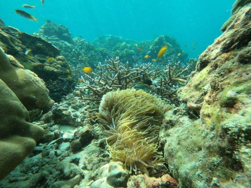 Koh Phi Phi: Early Morning Maya Bay, Bamboo Speedboat Tour - Key Points