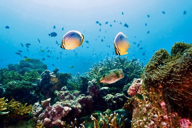 Koh Rok and Koh Haa Snorkeling Tour with Beachside Lunch - A Detailed Look at the Tour Experience