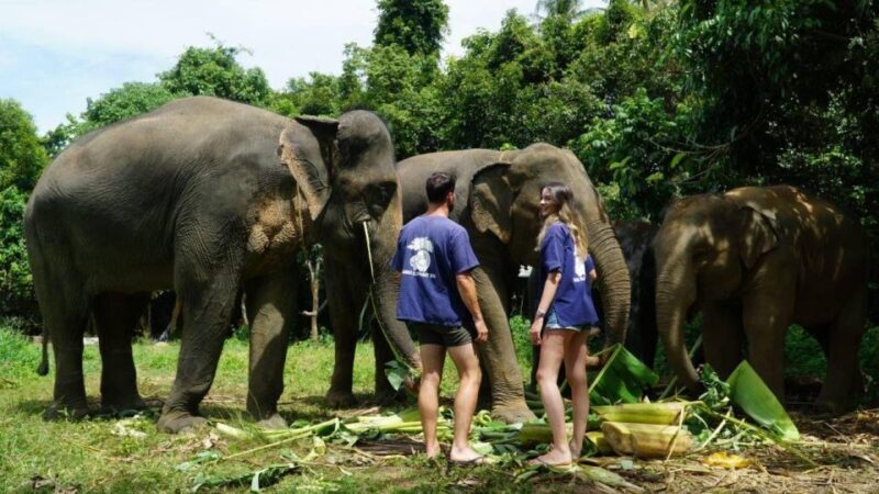 Koh Samui: 4x4 Sightseeing Safari & Elephant Sanctuary Tour - Who Will Love This Tour?
