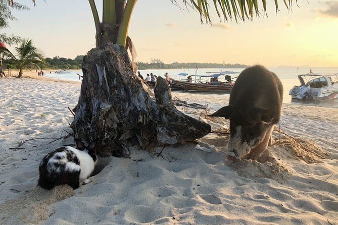 Koh Samui Islands Snorkeling Trip By Speedboat - Frequently Asked Questions