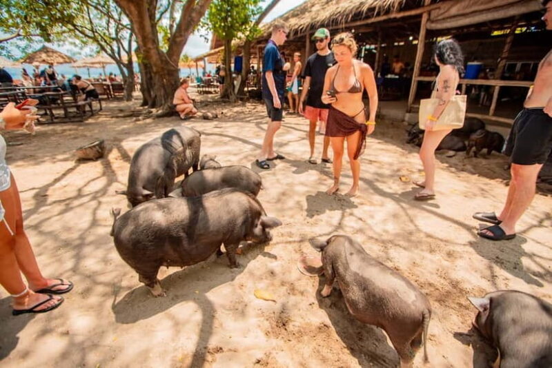 Koh Samui: Pig Island Day Tour by Speedboat - Koh Samui: Pig Island Day Tour by Speedboat