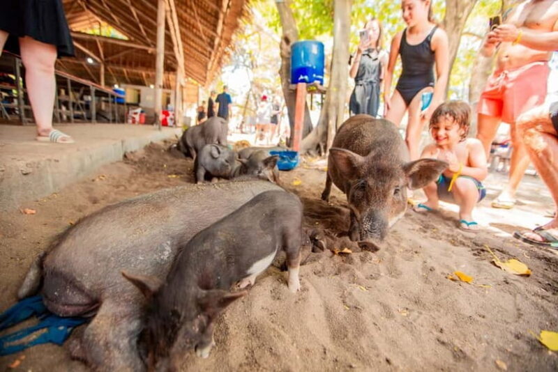 Koh Samui: Pig Island Day Tour by Speedboat - Authentic Insights from Reviews