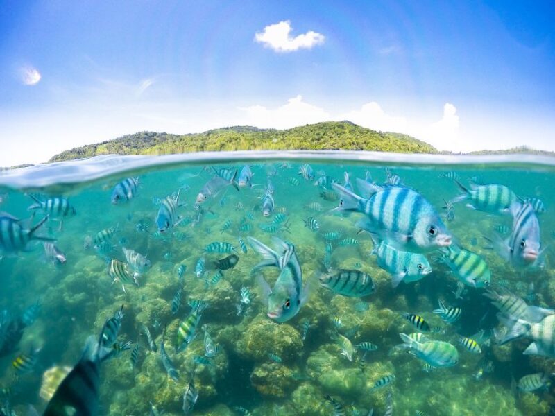 Koh Samui: Pig Island & Koh Tan Snorkeling by Speed boat - Key Points