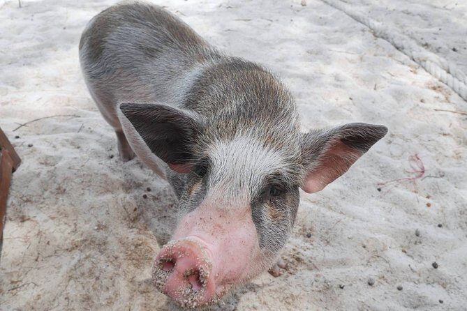 Koh Tan and Koh Madsum Snorkeling Trip By Speedboat From Koh Samui - Frequently Asked Questions