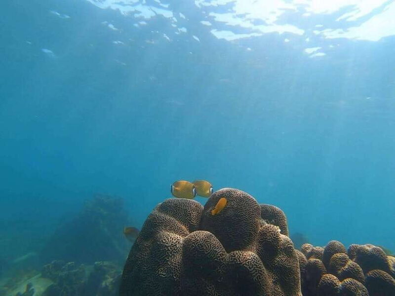 Koh Tao: Premium Snorkel Tour to Koh Nangyuan Bays by Oxygen - A Practical Guide to Koh Taos Premium Snorkel Tour to Koh Nangyuan Bays by Oxygen