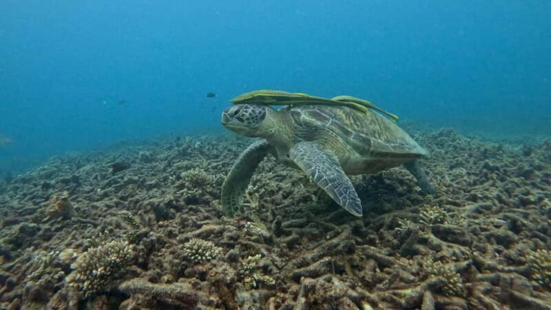 Koh Tao: Snorkeling and Sunset Tour - Key Points