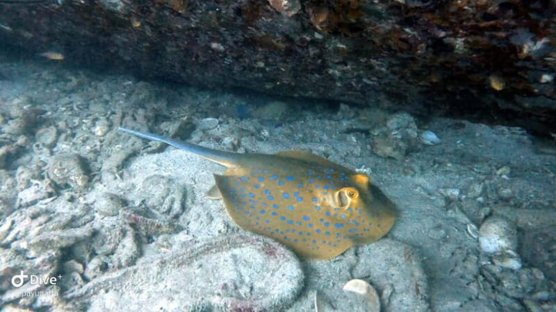 Koh Tao: Snorkeling and Sunset Tour - A Closer Look at the Koh Tao Sunset Snorkeling Tour