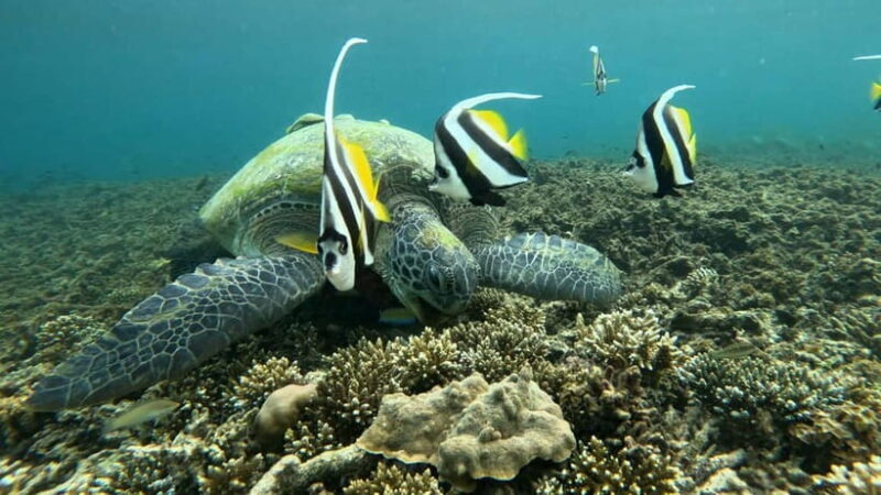 Koh Tao: Snorkeling and Sunset Tour - Final Thoughts