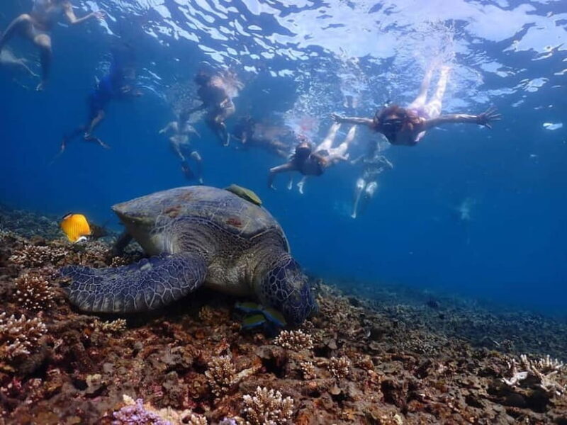 Koh Tao: Underwater Gems, Island Hopping & Snorkel Adventure - Key Points