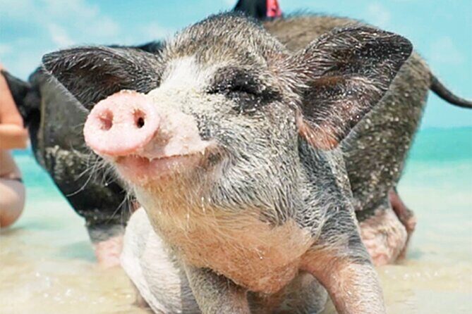 kohsamui.tours - Pig Island Snorkeling Eco Tour by Speed Boat - Exploring Koh Samui’s Hidden Gems: Pig Island Snorkeling Eco Tour