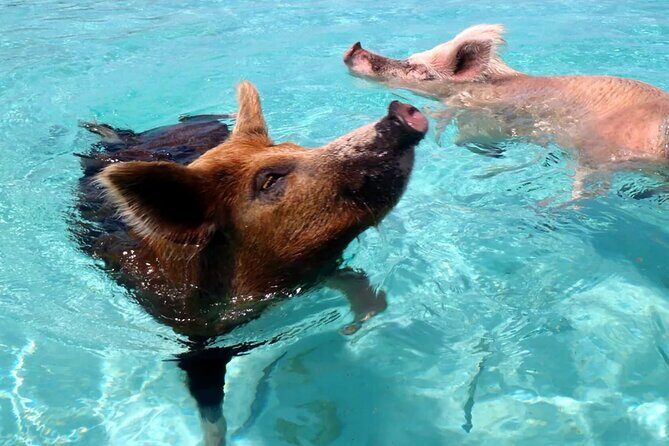 kohsamui.tours - Pig Island Snorkeling Eco Tour by Speed Boat - FAQ