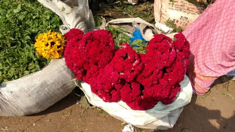 Kolkata: Half-Day Morning Tour w/ Flower Market - Exploring Kolkata on a Half-Day Tour: A Practical Guide