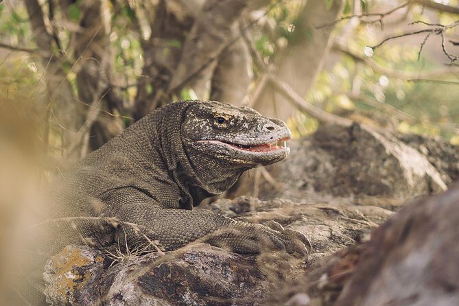 Komodo Private Boat tour 3Days 2 Night - FAQ