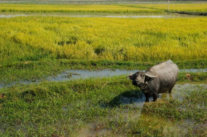Kompong Kleang Village and Tonle Sab Lake - Kompong Kleang Village and Tonle Sap Lake: An Authentic Cambodian Experience