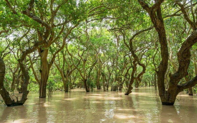 Kompong Pluk Tour - Kompong Phluk Tour: A Genuine Glimpse into Cambodian Village Life