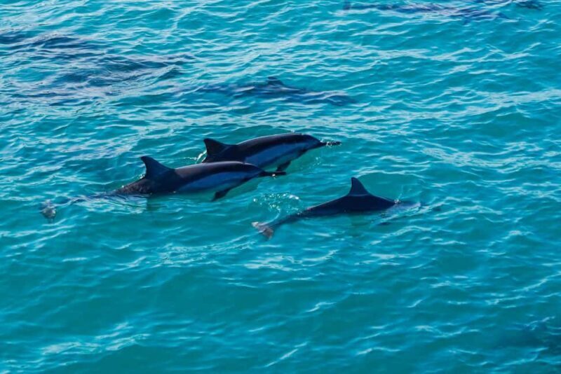 Kona Afternoon Dolphin Watch & Snorkel on the Big Isand - An Outdoor Splash in a Compact Time Frame