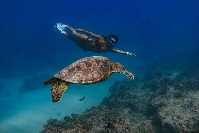 Kona Afternoon Dolphin Watch & Snorkel on the Big Isand - A Closer Look at the Itinerary