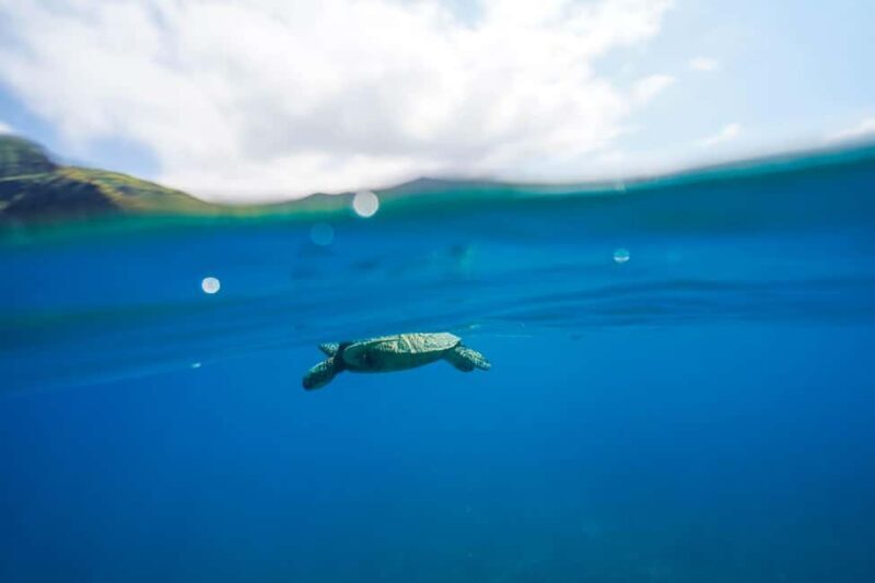 Kona Afternoon Dolphin Watch & Snorkel on the Big Isand - Authentic Marine Encounters and Practical Tips