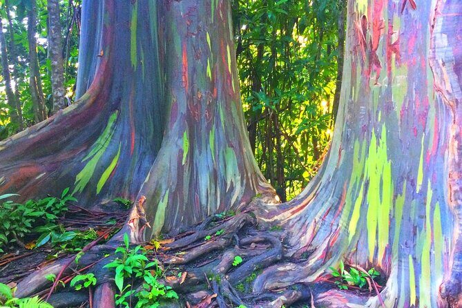 Kona Cloud Forest and Coffee Tour with Sea Turtle Beach Visit - An Authentic Slice of Big Island Life: Kona Cloud Forest and Coffee Tour with Sea Turtle Beach Visit