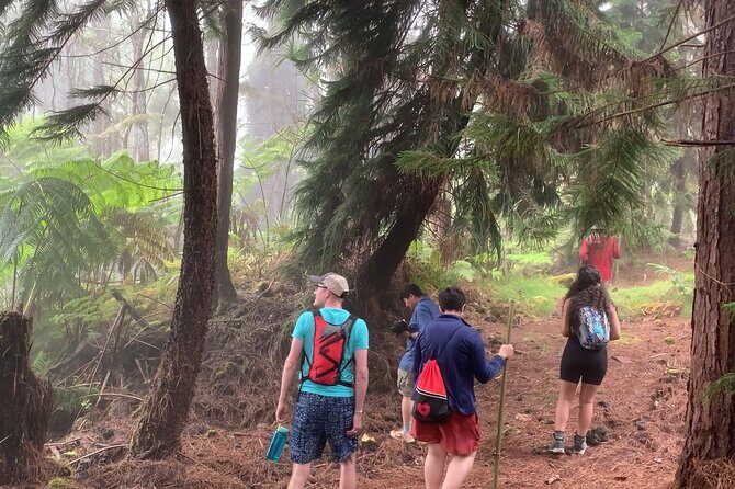 Kona Cloud Forest and Coffee Tour with Sea Turtle Beach Visit - Key Points